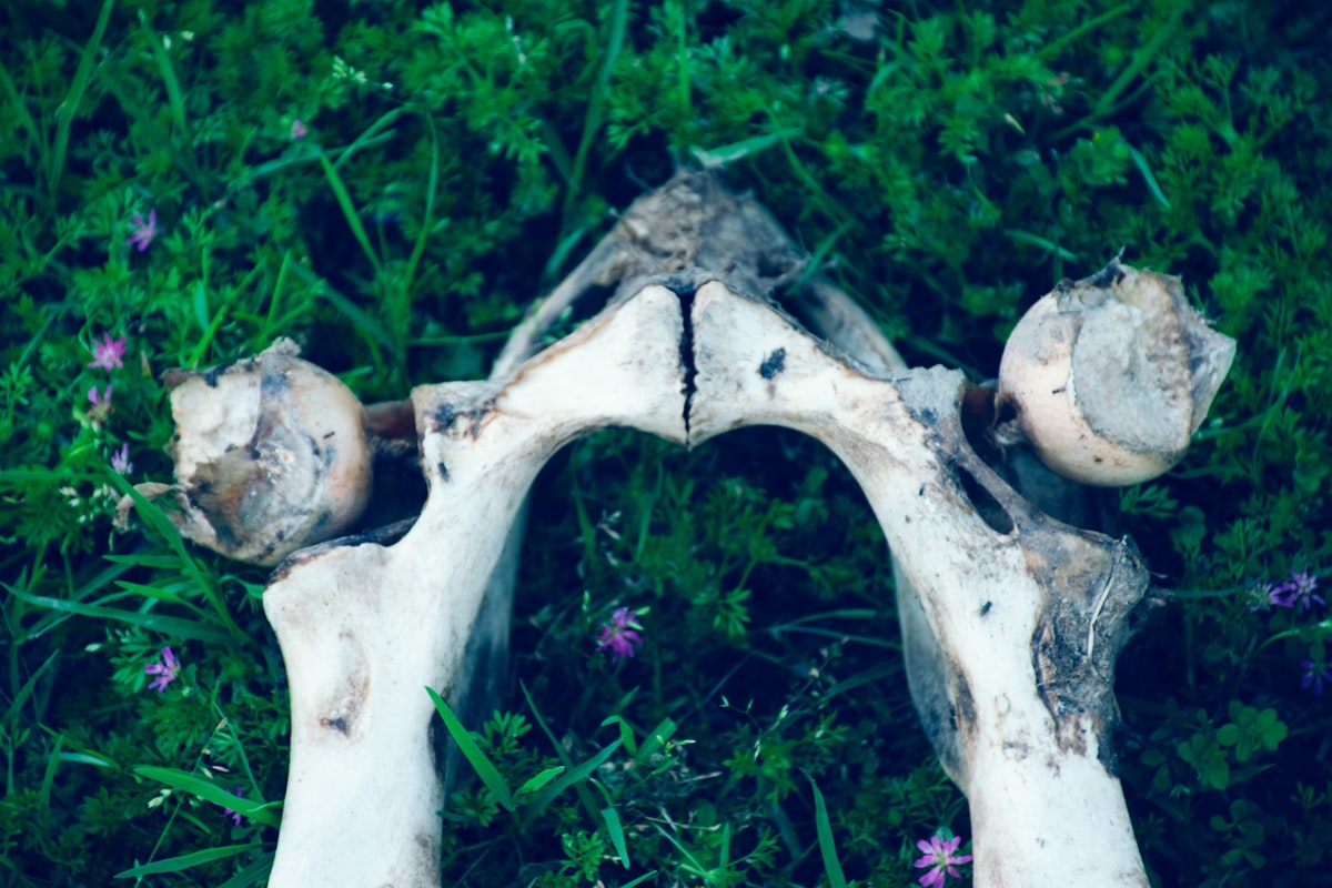 Protein and Bone Matrix Formation